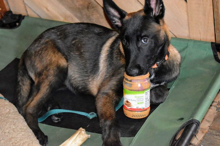 Progress Made With My Belgian Malinois Puppy Flash Epic Survival Secrets