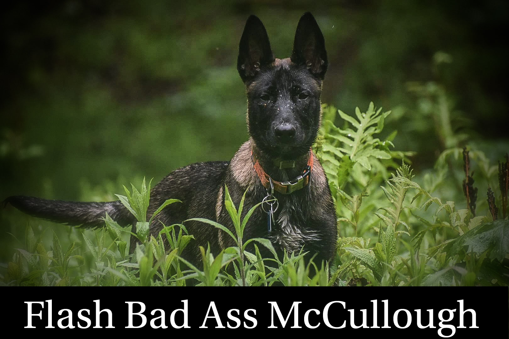 Flash Bad Ass McCullough