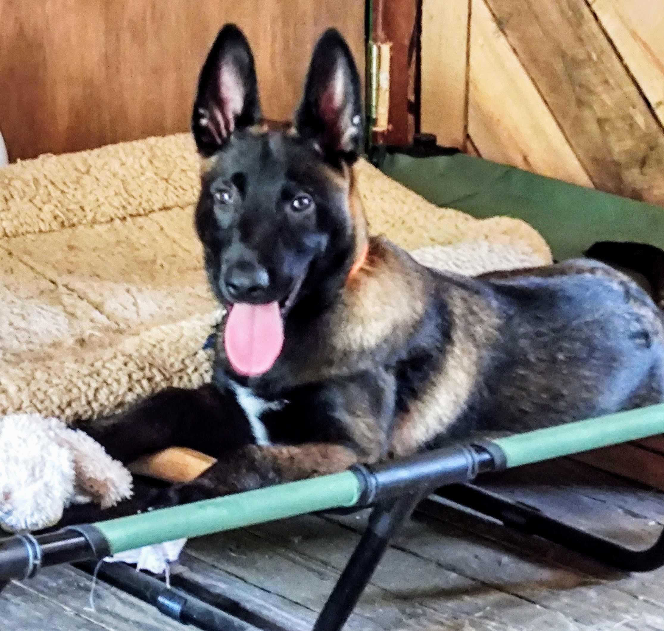 Belgian Malinois 13 Weeks Old First Obstacle Course Epic Survival Secrets Belgian Malinois 13 Weeks Old First Obstacle Course Epic Survival Secrets